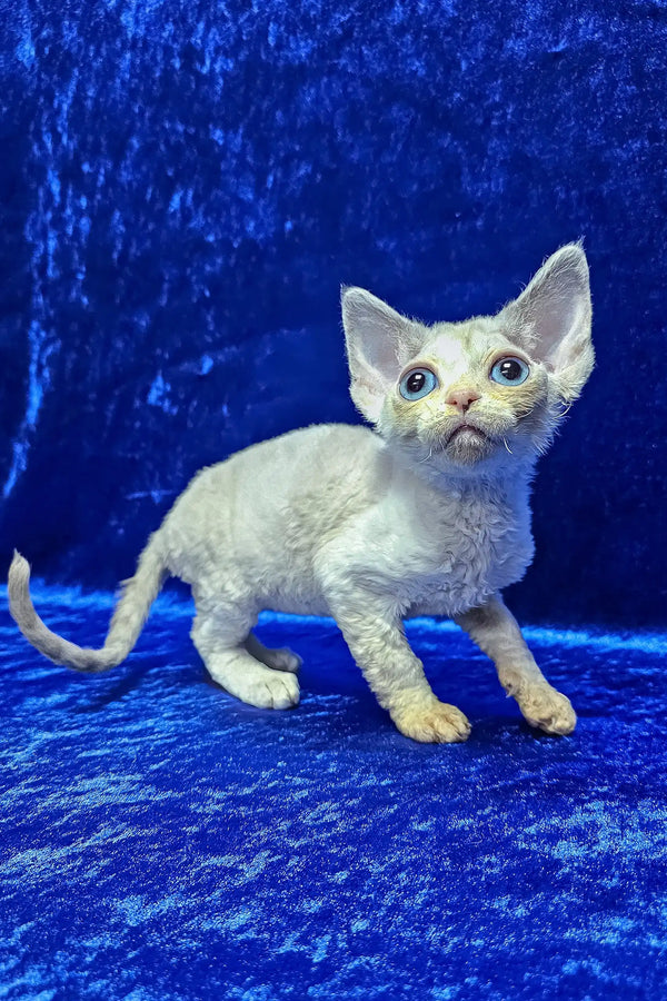 Gabriella | devon rex kitten