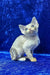 Gabriella | devon rex kitten