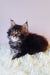 Fluffy Maine Coon kitten named Gabriella, perfect for cozy cuddles and playful fun