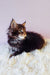 Fluffy black and silver Maine Coon kitten named Gabriella looking cute and playful