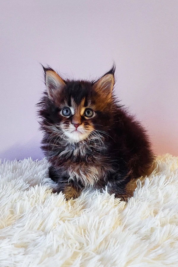 Fluffy brown tabby kitten named Gabriella from Maine Coon breed