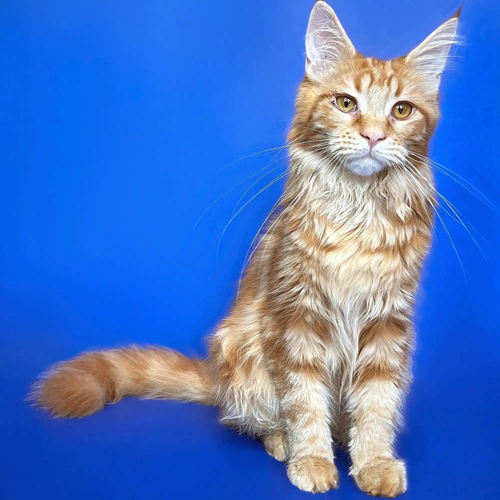 Maine Coon Kittens for Sale Gabriella| Kitten