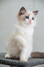 Gabriella | ragdoll kitten