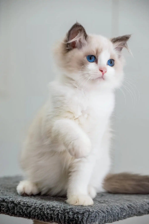 Gabriella | ragdoll kitten