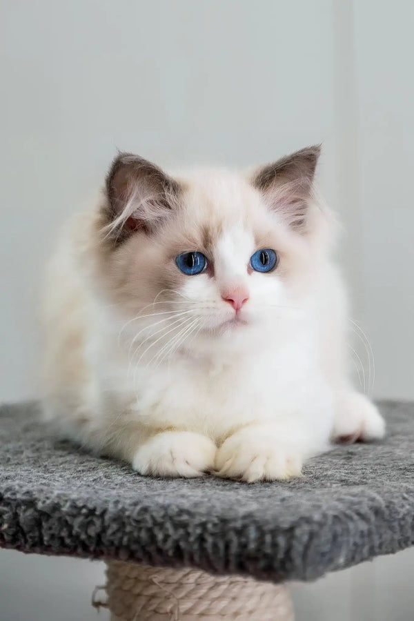Gabriella | ragdoll kitten