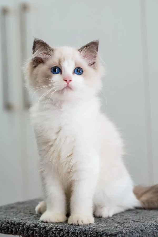 Gabriella | ragdoll kitten