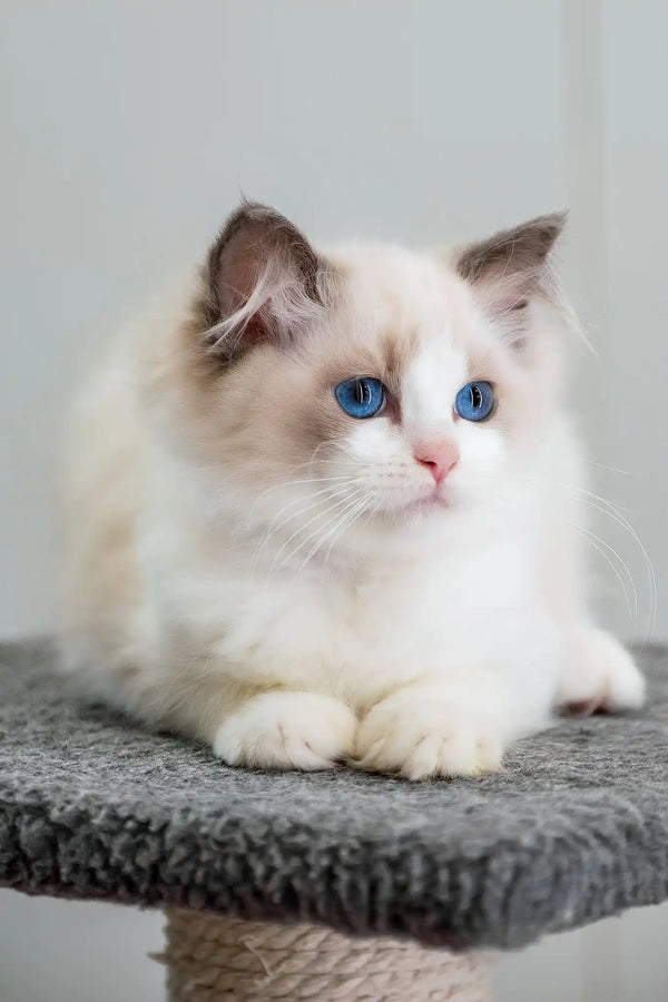 Gabriella | ragdoll kitten