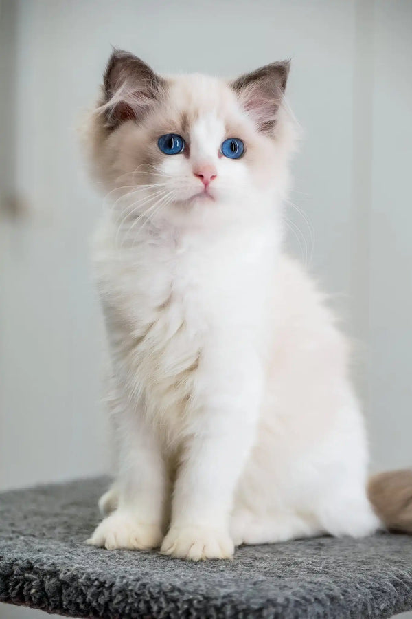 Gabriella | ragdoll kitten