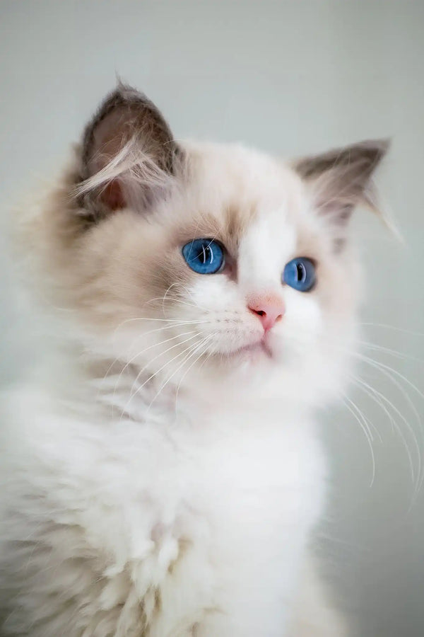 Gabriella | ragdoll kitten