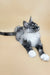 Gaia | maine coon kitten