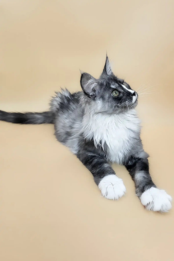 Gaia | maine coon kitten