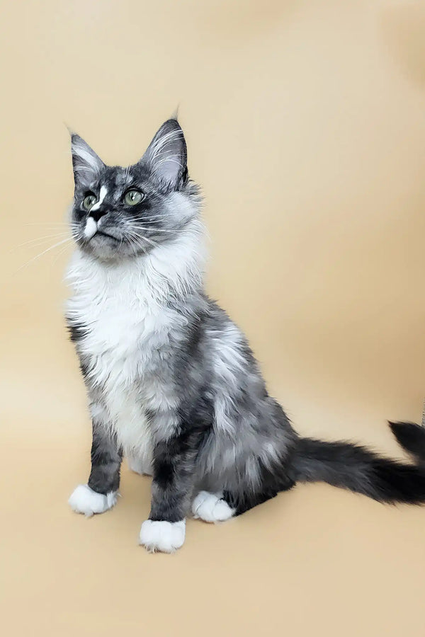 Gaia | maine coon kitten