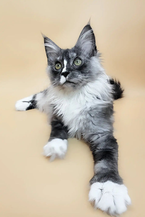 Gaia | maine coon kitten