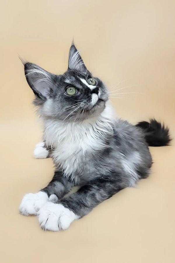 Gaia | maine coon kitten