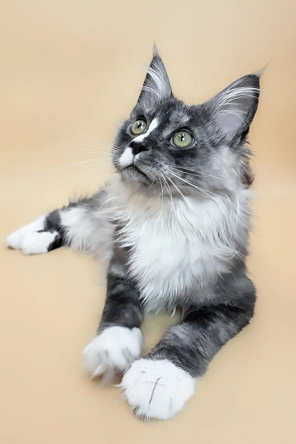 Gaia | maine coon kitten