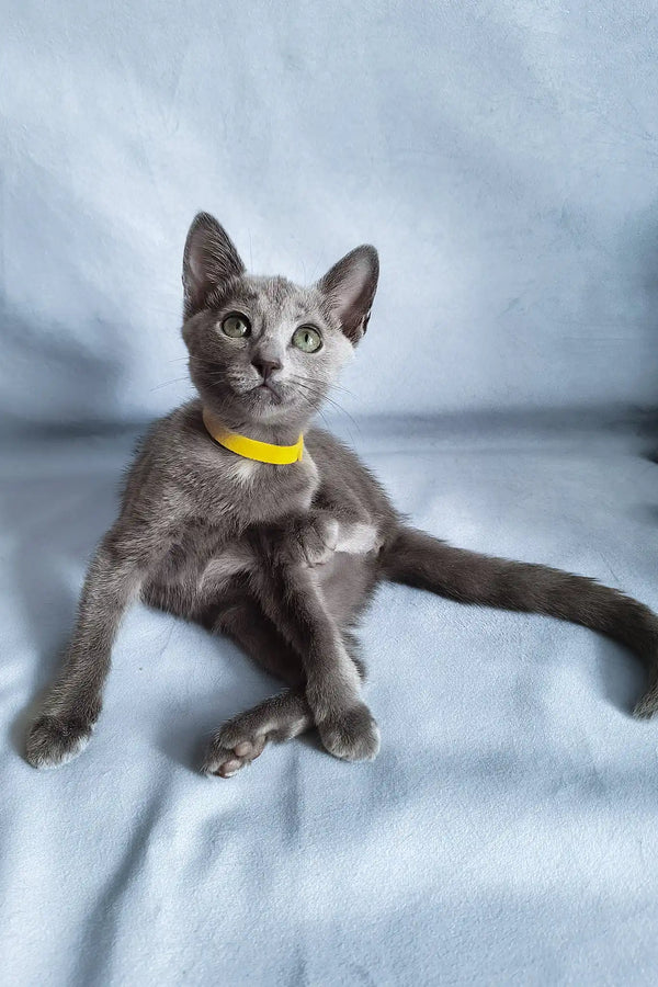 Gala | russian blue kitten