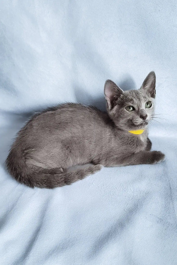 Gala | russian blue kitten