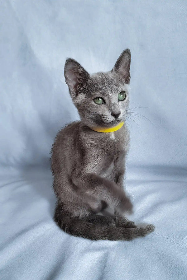 Gala | russian blue kitten
