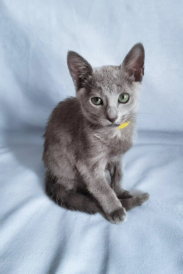 Gala | russian blue kitten