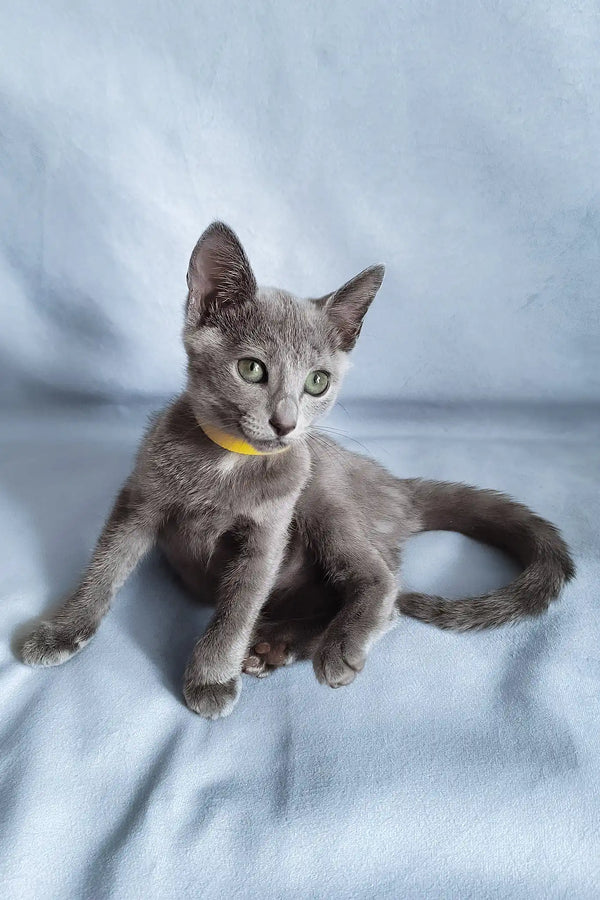 Gala | russian blue kitten