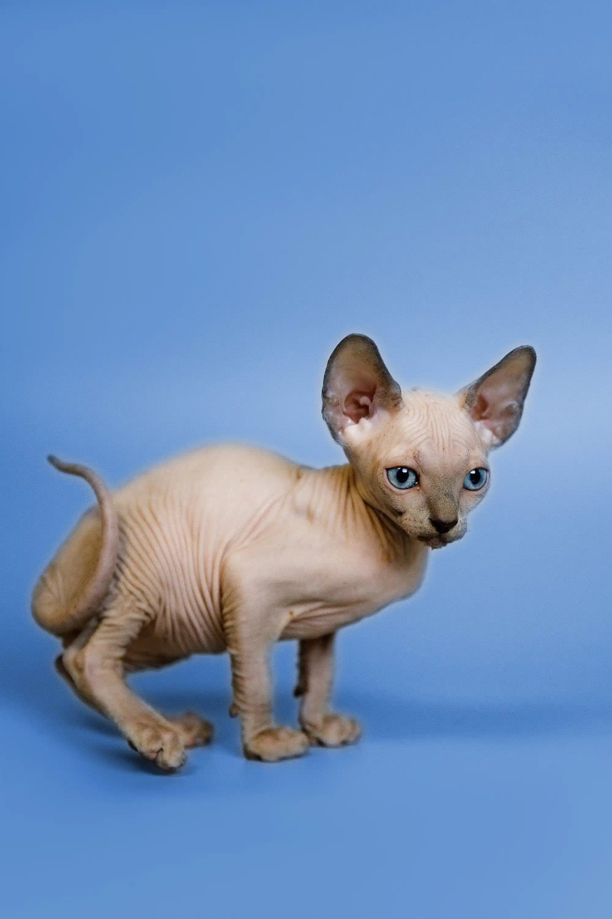 Hairless Sphynx Cats & Kittens for Sale Gale | Kitten