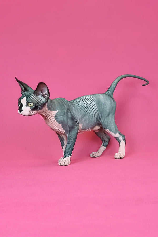 Sphynx kitten named Gandalf showing off its unique hairless look and playful personality