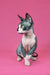 Adorable Gandalf the Sphynx kitten with crossed paws looking cute and hairless