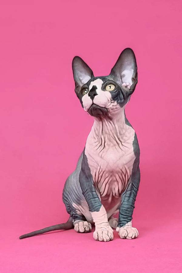 Hairless Sphynx kitten Gandalf showing off its large ears and playful personality