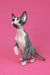 Hairless Sphynx kitten Gandalf with cool gray and white markings