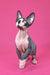 Cute Hairless Sphynx Kitten Gandalf with adorable wrinkled skin