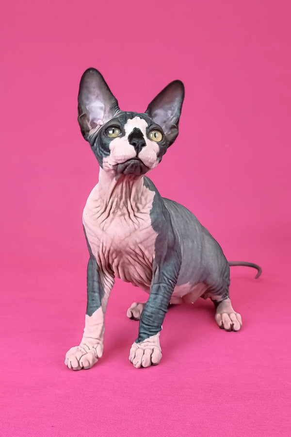 Cute Hairless Sphynx Kitten Gandalf with adorable wrinkled skin, ready for cuddles
