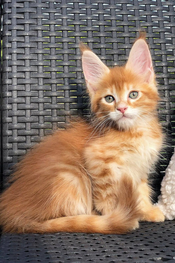 Cheapest Maine Coon Kitten