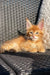 Adorable Maine Coon kitten with fluffy orange fur and bright eyes, perfect companion