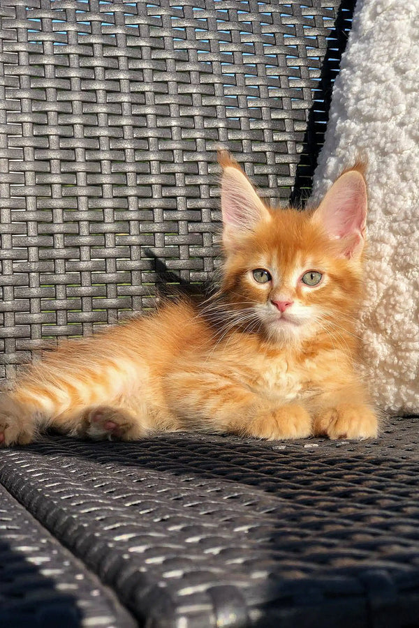 Adorable Maine Coon kitten with fluffy orange fur and bright eyes, perfect companion