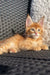 Orange tabby kitten lounging on a chair, an adorable Maine Coon in chill mode