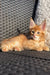 Adorable Maine Coon kitten lounging on a woven gray surface, looking super cozy