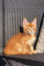 Adorable Maine Coon kitten, orange tabby with fluffy fur and an alert expression