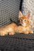 Adorable Maine Coon kitten lounging on a woven chair, looking super relaxed