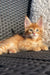 Adorable Maine Coon kitten with bright eyes lounging on a cozy textured surface