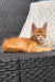 Fluffy orange Maine Coon kitten with bright eyes and alert ears, super adorable!