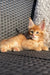 Adorable Maine Coon kitten lounging on woven furniture, perfect for cat lovers