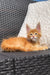 Adorable Maine Coon kitten with fluffy orange fur and alert expression