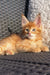 Adorable Maine Coon kitten with alert eyes resting on woven furniture