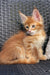 Fluffy orange Maine Coon kitten with big ears on a textured surface