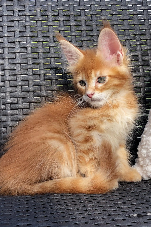 Meet Garfield the Adorable Maine Coon Kitten - Main Image
