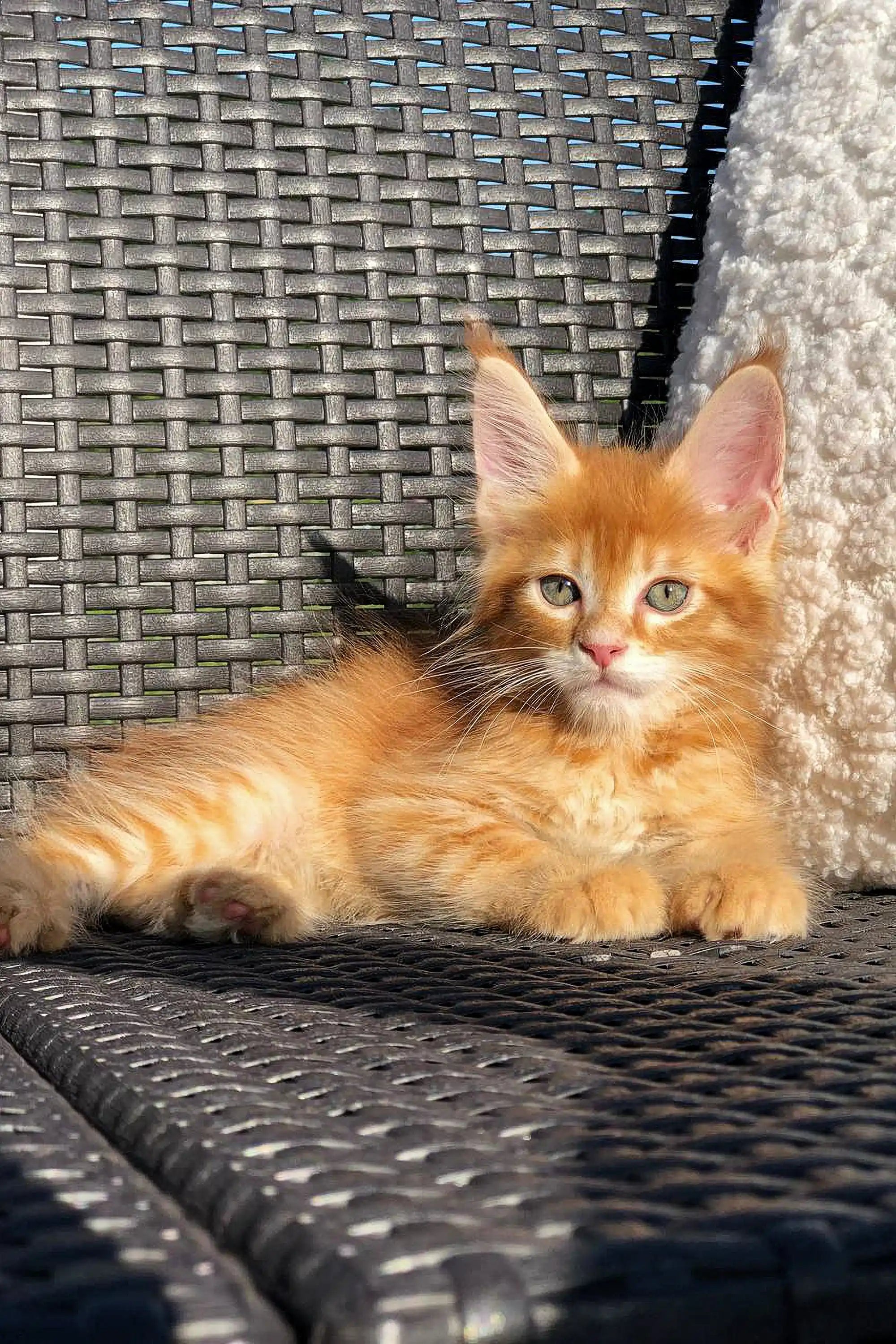 Maine Coon Kittens for Sale Garfield | Kitten
