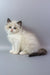 Garfield | ragdoll kitten