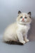 Garfield | ragdoll kitten