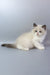 Garfield | ragdoll kitten