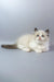 Garfield | ragdoll kitten